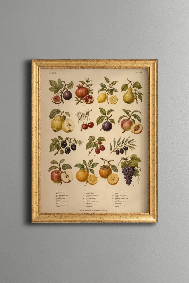 Fruits - Vintage Patterned Painting - Fine Model