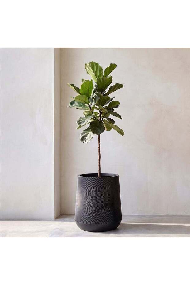 Fibre Stone Pots-Black Current 39X39X46 Cm, Stylish Pot, M