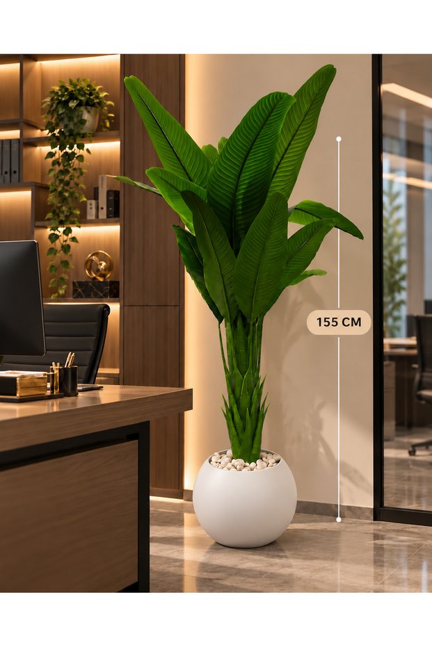 155 cm Tall Banana Tree with a Solid Core