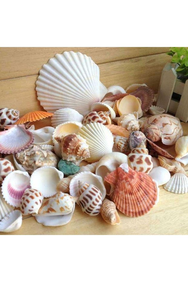 A 60Pcs Mixed Sea Beach Shells Crafts Seashells Aquarium Decor Photo Props shell coquillage home dec