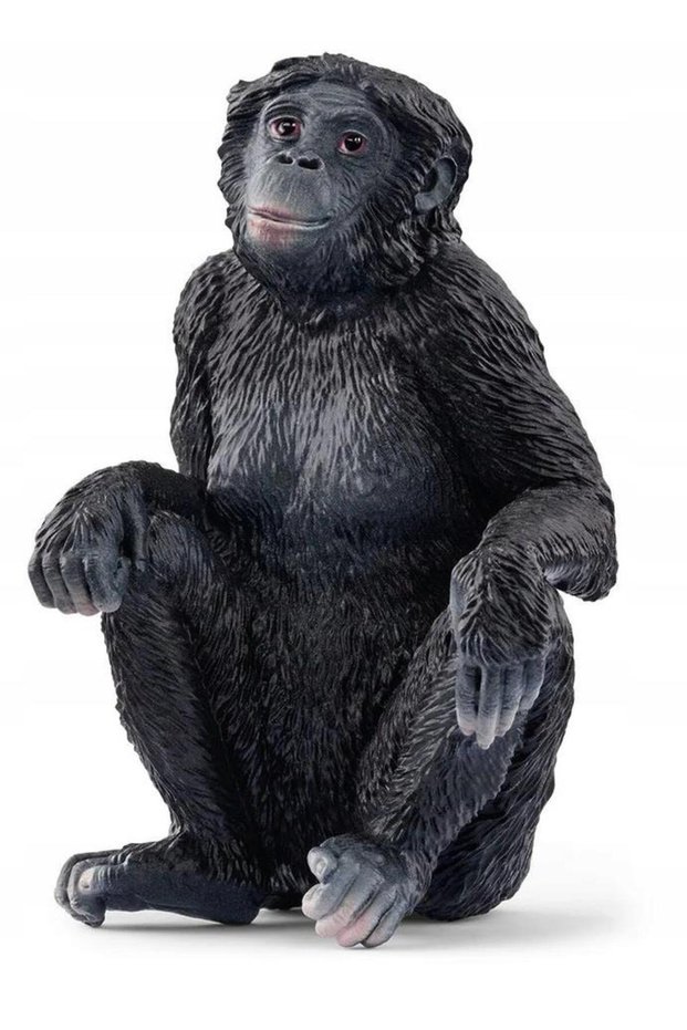 Bonobo 17088