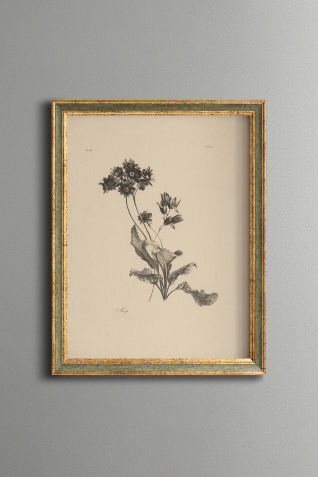 Wildflower Illustration - Vintage Patterned Painting - Fine Art Print