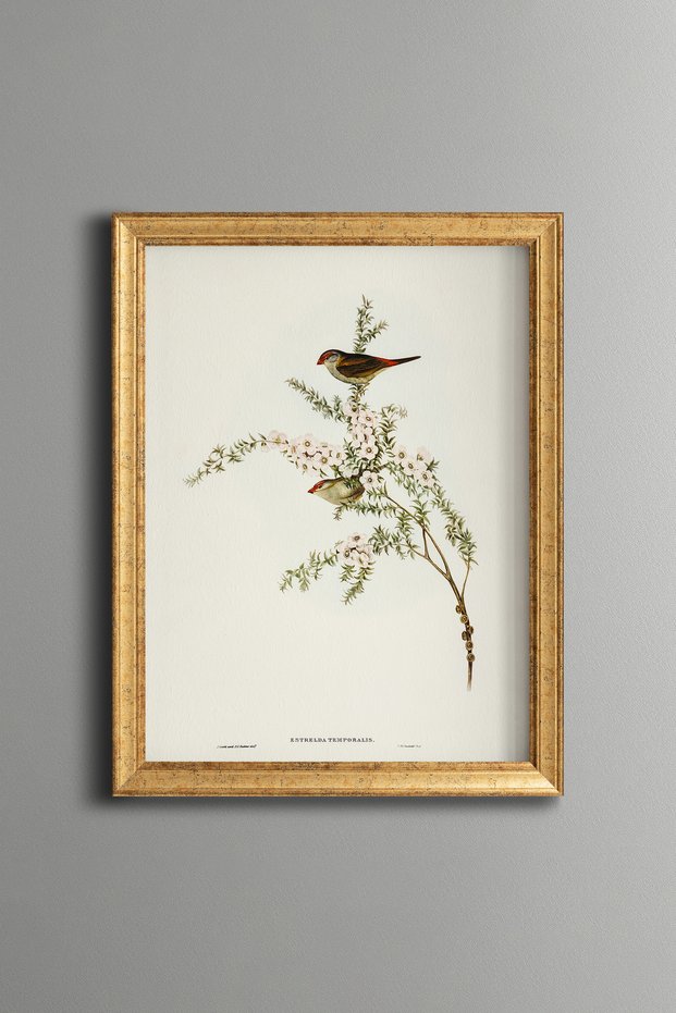 Australian Birds - Vintage Patterned Painting - Slim Model