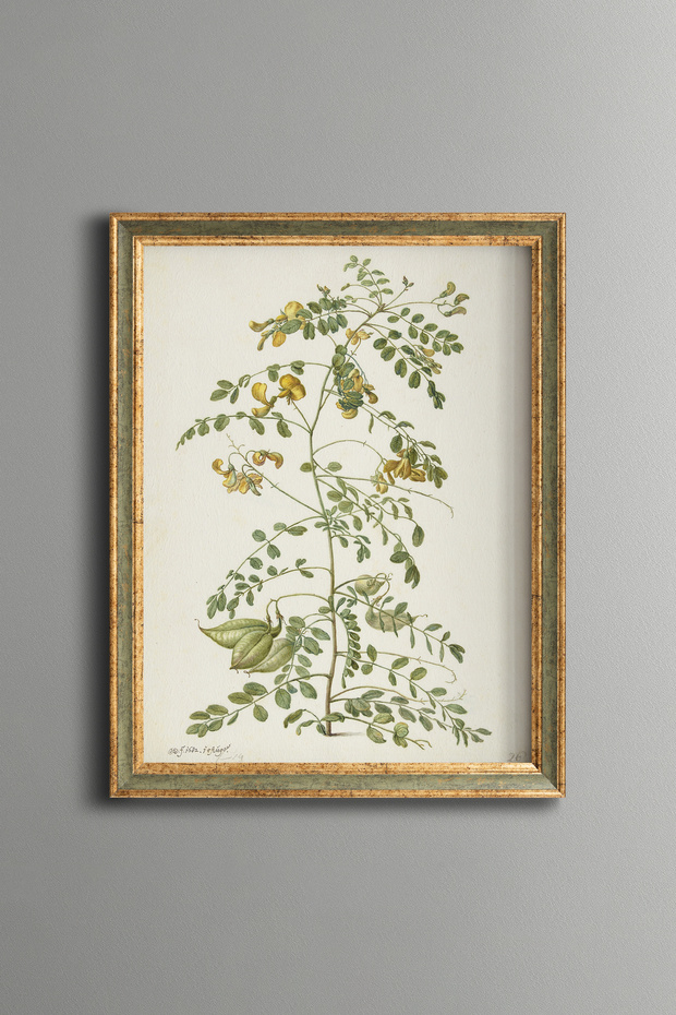 Floral Plant Study - Vintage Patterned Painting - Slim Model