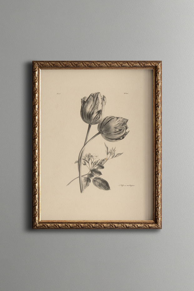 Tulip Drawing - Vintage Patterned Painting - Slim Model