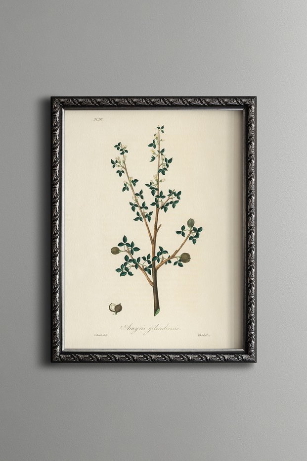 Balsam Tree Branch - Vintage Patterned Painting - Slim Model