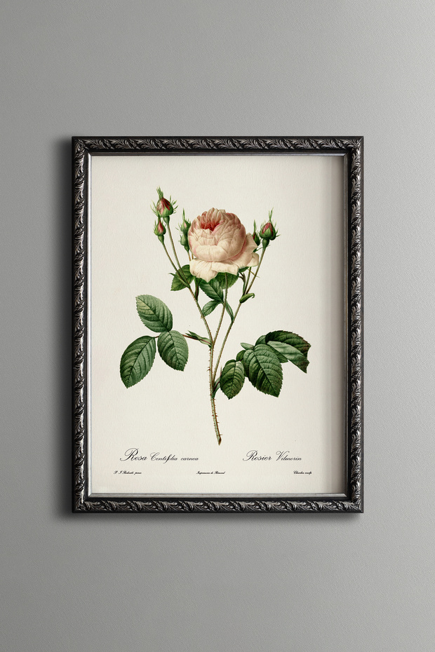 Pale Pink Rose - Vintage Patterned Painting - Slim Frame