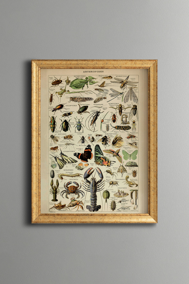 Insects and Crustaceans - Vintage Patterned Painting - Slim Model