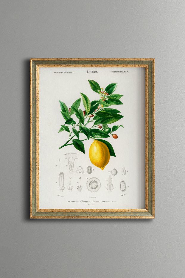 Lemon Branch - Vintage Patterned Painting - Slim Model