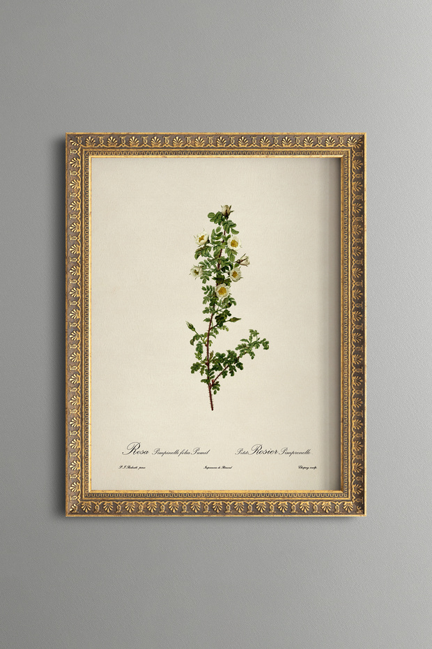 White Flowering Rose Sapling - Vintage Patterned Painting - Slim Model