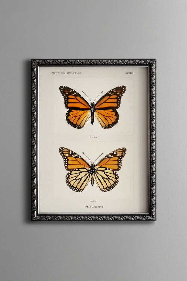 Two Orange Butterflies - Vintage Patterned Painting - Slim Model