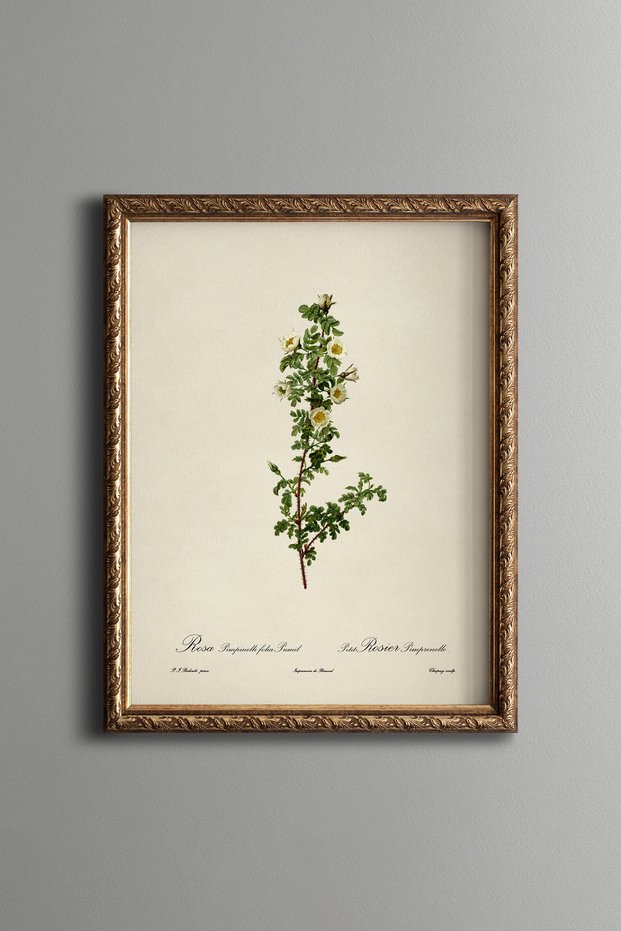 White Flowering Rose Sapling - Vintage Patterned Painting - Slim Model