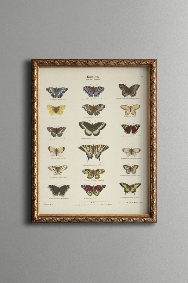 Butterfly Collection - Vintage Patterned Painting - Slim Model
