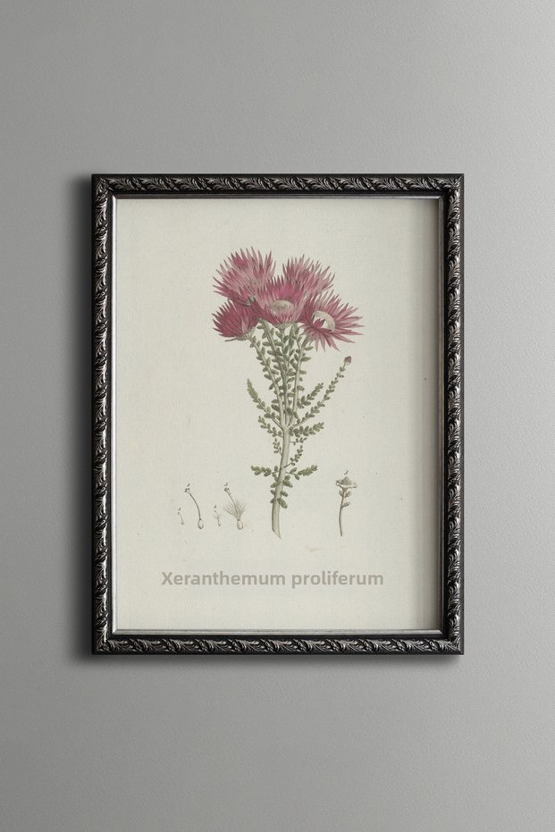 Red Flower Illustration - Vintage Patterned Painting - Slim Model
