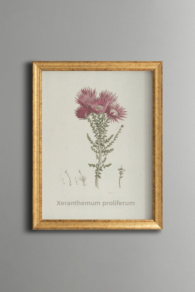 Red Flower Illustration - Vintage Patterned Painting - Slim Model
