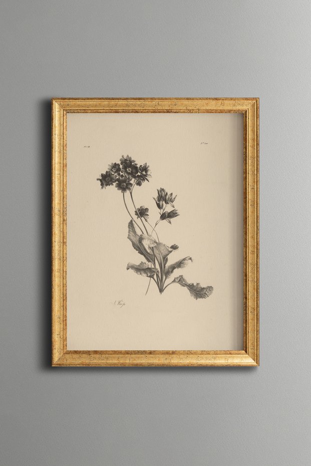 Wildflower Illustration - Vintage Patterned Painting - Fine Art Print