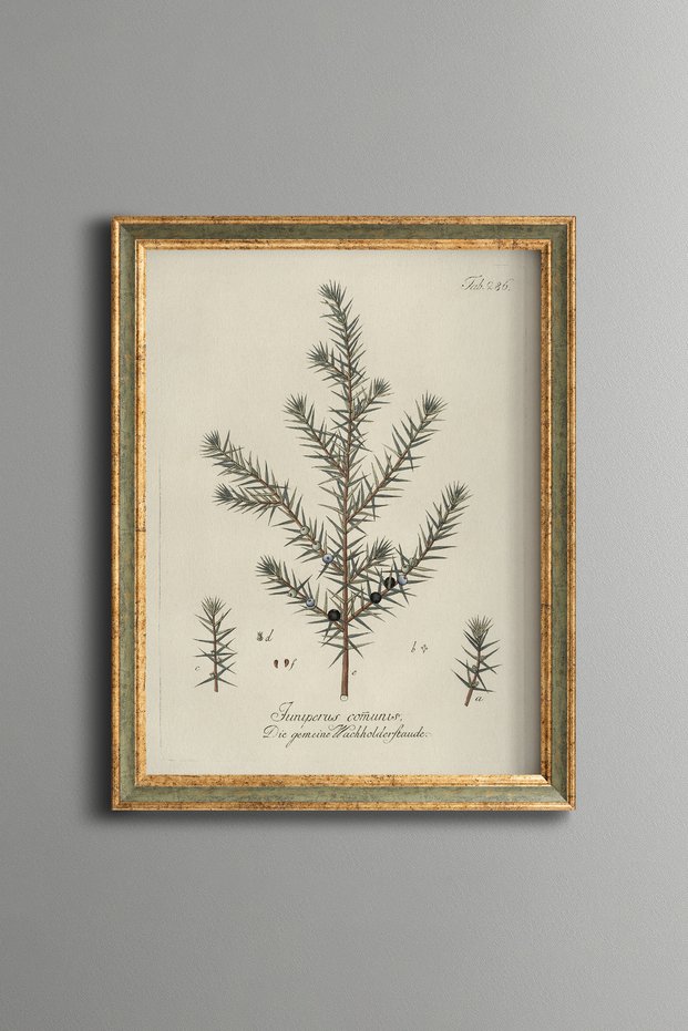 Juniper Branch - Vintage Patterned Painting - Slim Model