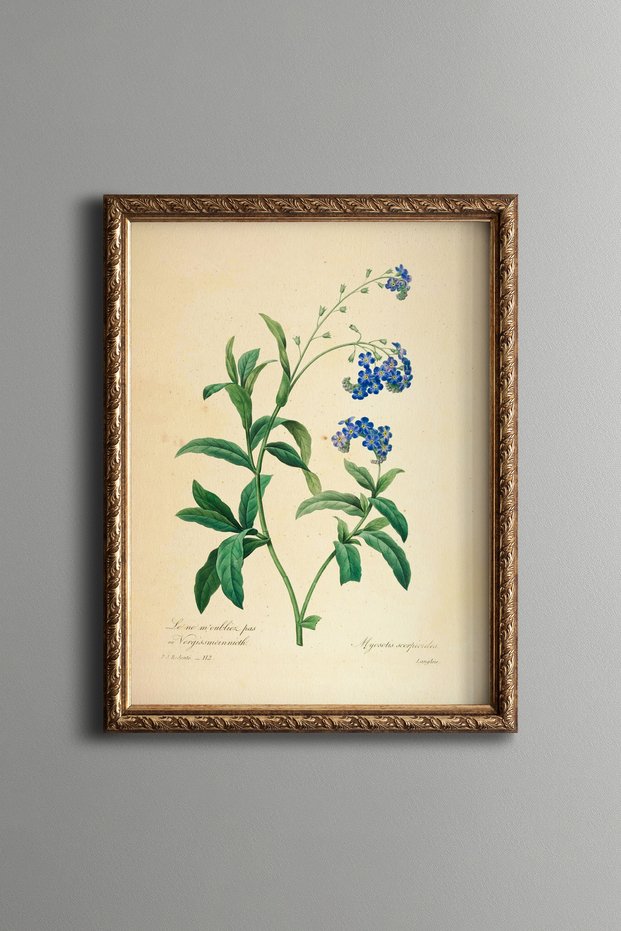 Forget-Me-Not Flower - Vintage Patterned Painting - Slim Model