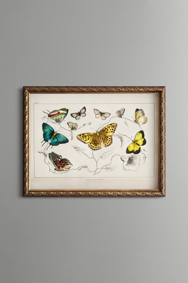 Butterfly Varieties - Vintage Patterned Painting - Slim Model