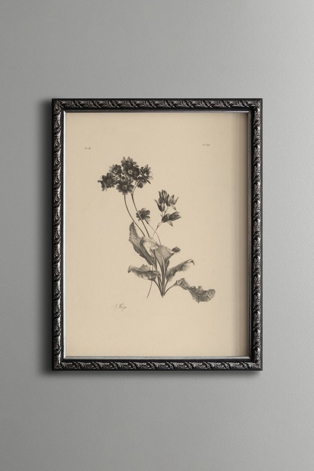 Wildflower Illustration - Vintage Patterned Painting - Fine Art Print