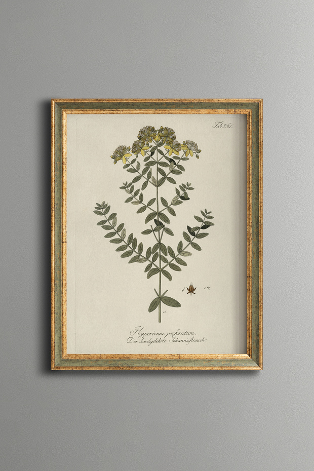 St. John's Wort - Vintage Patterned Painting - Slim Model