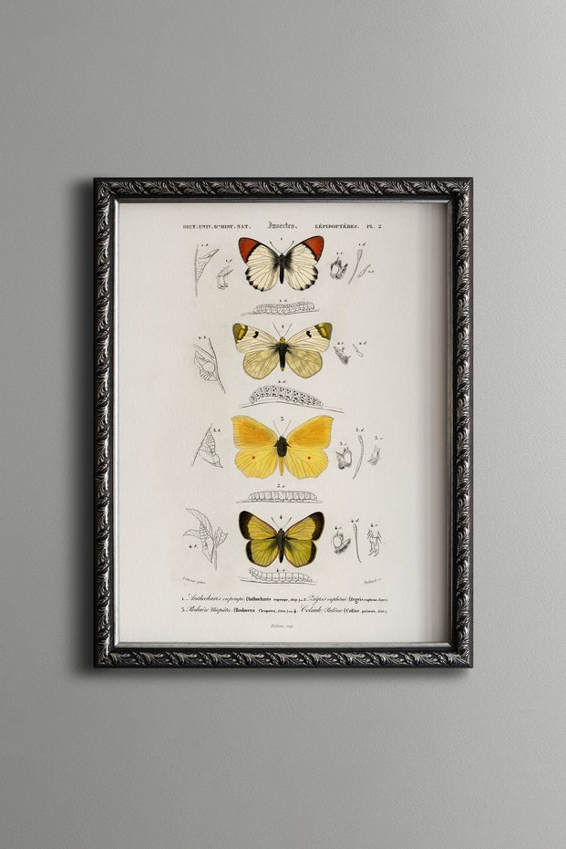 Butterfly Types - Vintage Patterned Painting - Slim Model
