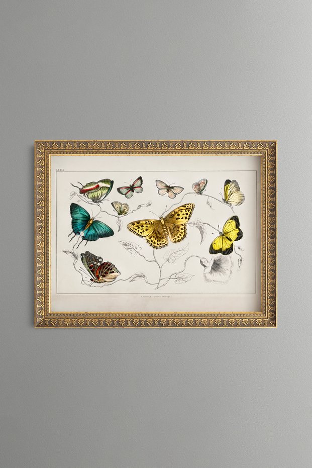 Butterfly Varieties - Vintage Patterned Painting - Slim Model
