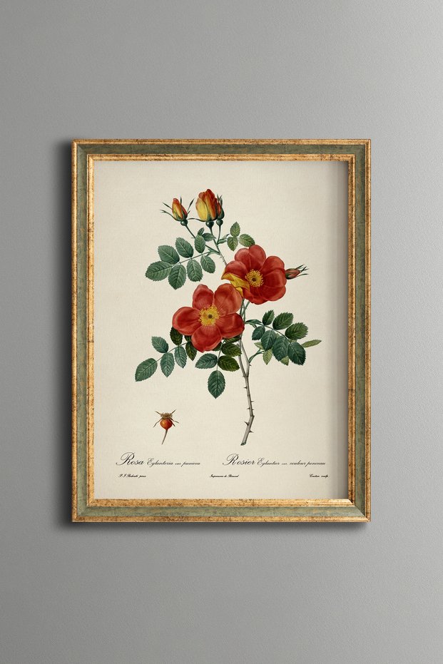 Orange Wild Roses - Vintage Patterned Painting - Slim Frame