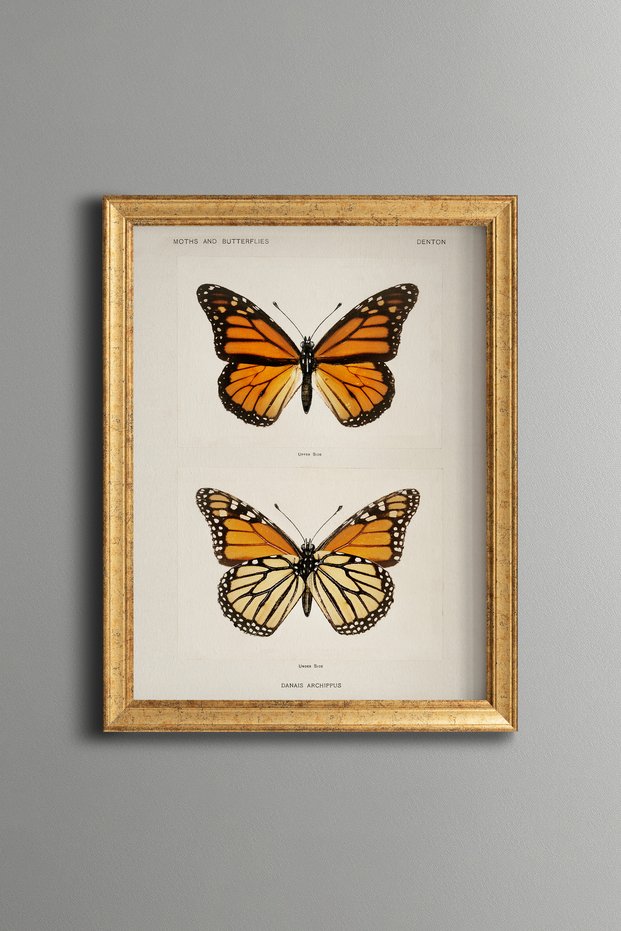 Two Orange Butterflies - Vintage Patterned Painting - Slim Model