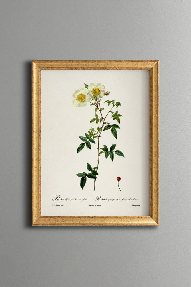 Yellow Wild Rose - Vintage Patterned Painting - Slim Frame