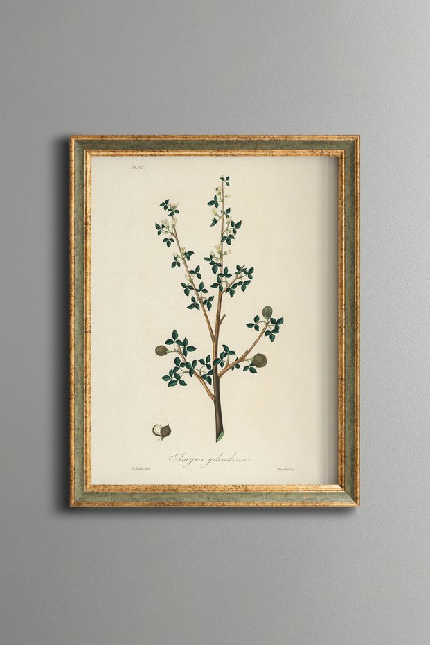 Balsam Tree Branch - Vintage Patterned Painting - Slim Model