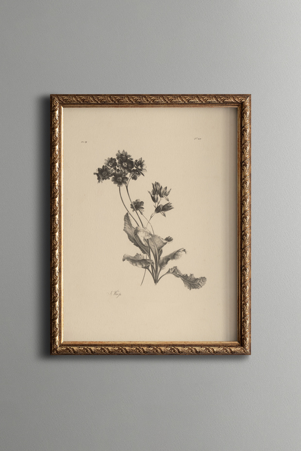 Wildflower Illustration - Vintage Patterned Painting - Fine Art Print