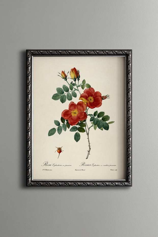 Orange Wild Roses - Vintage Patterned Painting - Slim Frame