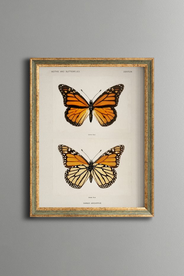 Two Orange Butterflies - Vintage Patterned Painting - Slim Model
