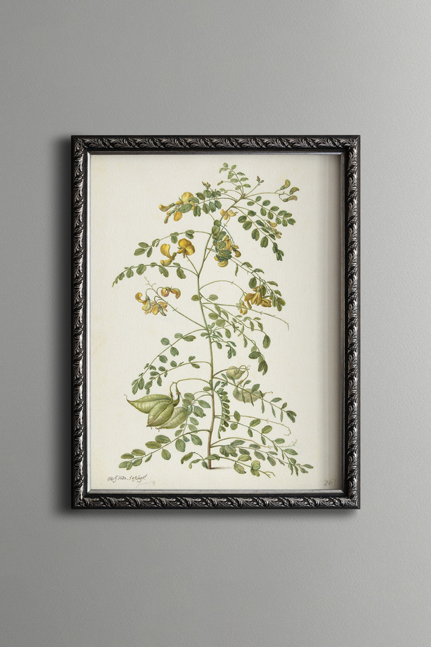 Floral Plant Study - Vintage Patterned Painting - Slim Model