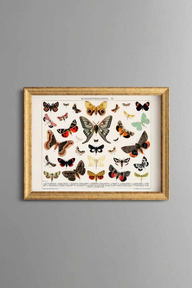 Butterflies and Moths - Vintage Patterned Painting - Slim Model