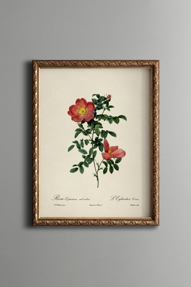 Red Wild Rose - Vintage Patterned Painting - Slim Frame