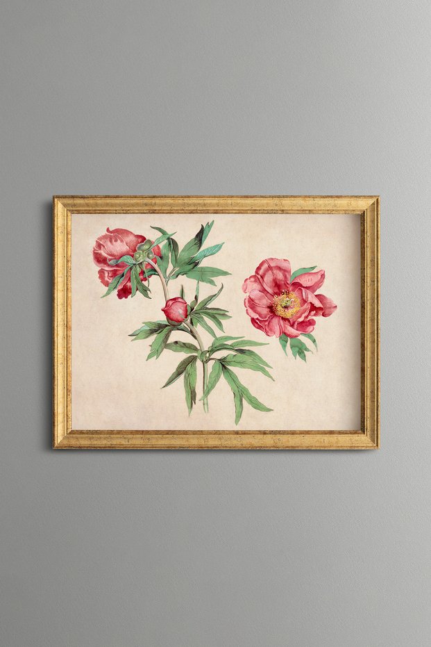 Chrysanthemum Studies - Vintage Patterned Painting - Slim Model