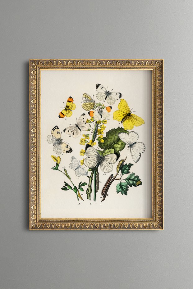 Butterflies and Flowers - Vintage Patterned Painting - Slim Frame