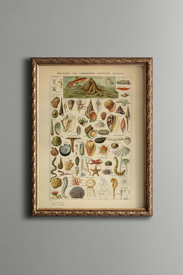 Sea Creatures - Vintage Patterned Painting - Slim Model
