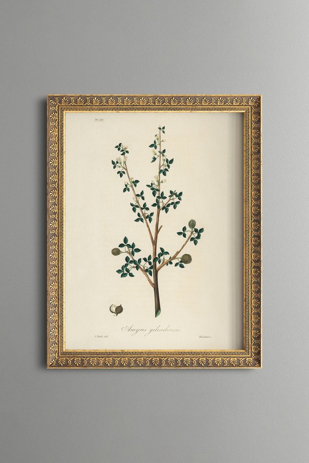 Balsam Tree Branch - Vintage Patterned Painting - Slim Model