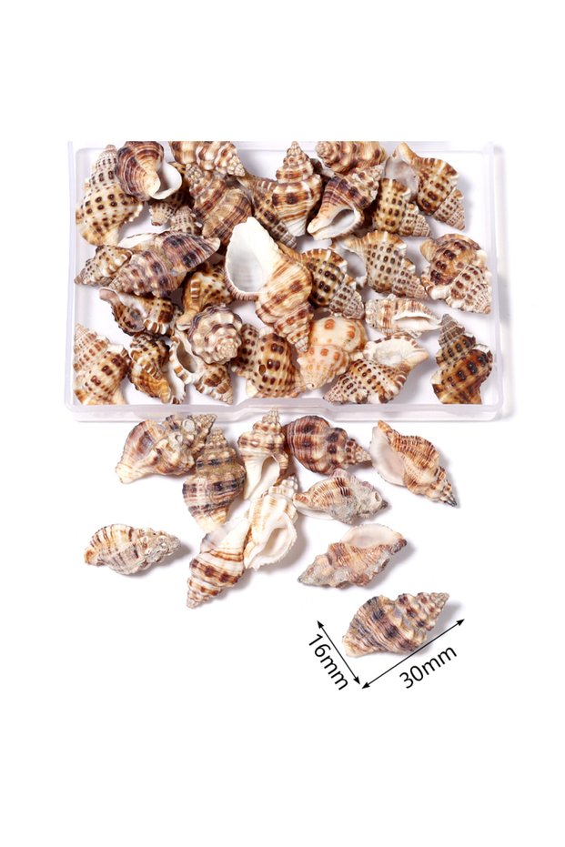 Style F 19-21pcs 1 Box Sea Shells Spiral Shell Tiny Ocean Spiral Seashells Crafts Aquarium Decoratio