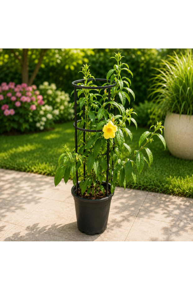 Golden Trumpet - Allamanda Cathartica - 60cm to 80cm