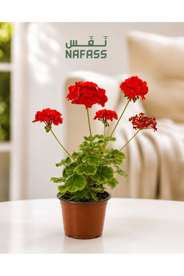 Red Rose Geranium Plant