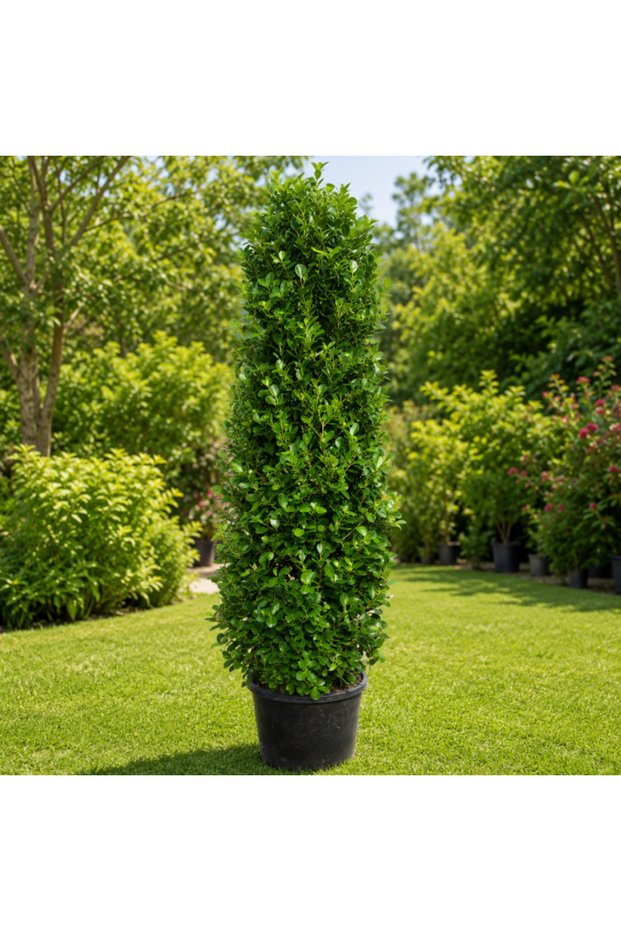 Ficus Panda Cone Shape