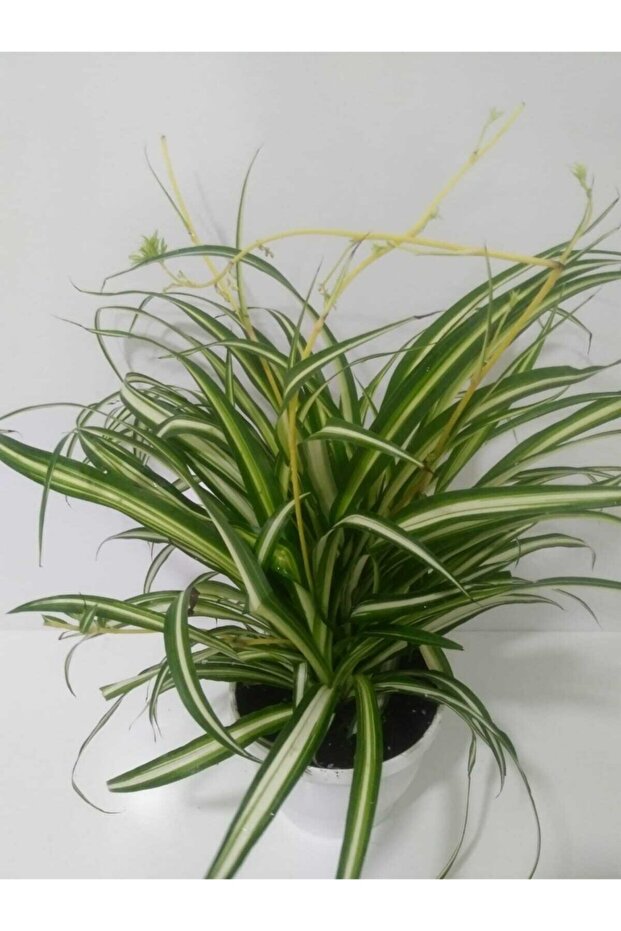 Kurdela Çiçeği - 3