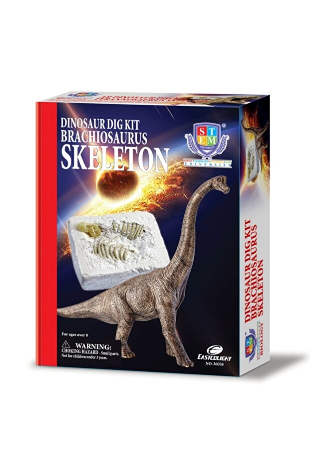 Dinozor Kazma Kiti Brachiosaurus Iskeleti - 2
