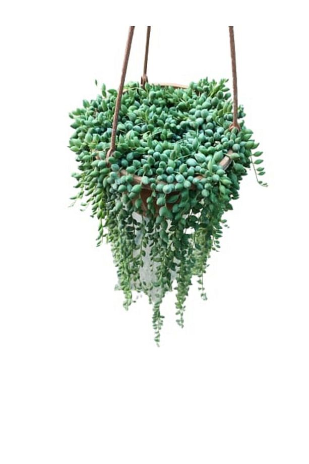 Senecio Rowleyanus - Tesbih Çiçeği - 2
