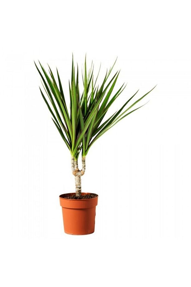 Dracena Marginata Tekli - 1