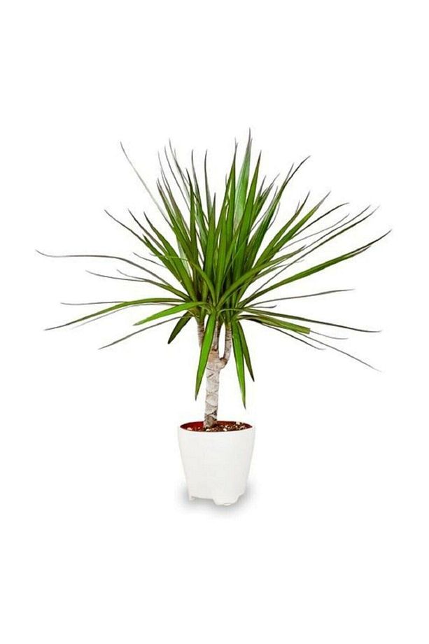 Dracena Marginata Tekli - 2